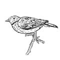 Hand drawn vector bird on white sitting on a branch