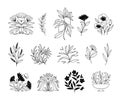 Hand drawn vector botanical illustrations. Linear flowers, leaves, fruits. Simple graphics. Perfect for logos, branding, Royalty Free Stock Photo