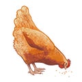 Vector brown chicken, hen. Poultry, broiler, farm animal. Vintage realistic sketch watercolor illustration. Isolated on