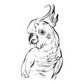 Hand drawn vector brush drawing graphic ink realistic tropical parrot illustration on white background.Design