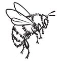 Hand drawn vector of bumblebee isolated on white background for coloring page. Black and white stock illustration of insect for