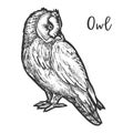 Hand drawn vector burrowing owl or bird sketch