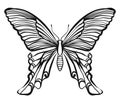 Hand drawn vector butterfly illustration Royalty Free Stock Photo
