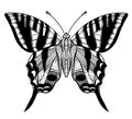 Hand drawn vector butterfly Royalty Free Stock Photo