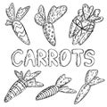 Hand drawn vector carrots set and hand-drawn word Carrots. Easter design