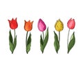 Hand drawn vector colorful tulips set. Flowers isolated on background. Vector Royalty Free Stock Photo