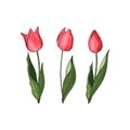 Hand drawn vector colorful tulips set. Flowers isolated on background. Vector Royalty Free Stock Photo