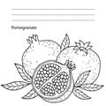 Ripe pomegranate on white background. hand drawn vector contur images with a black outline