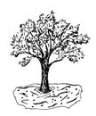 Hand-drawn vector drawing in engraving style. Olive tree harvesting. Farming organic product. Fruit garden, nature, landscape. Royalty Free Stock Photo