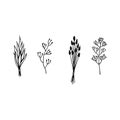 Hand drawn vector element. Bunch of dried herbs. Outline illustration for magic, aroma ceremony, herbal medicine