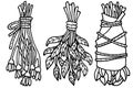 Hand drawn vector element. Outline illustration for magic, aroma ceremony & herbal medicine.
