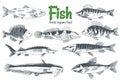 Hand drawn vector fishes. Fish and seafood products store poster. Can use as restaurant fish menu or fishing club banner Royalty Free Stock Photo