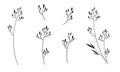 Hand drawn vector flowers branches and leaves. Botanical sketch collection. Decorative elements for design. Ink, vintage, rustic Royalty Free Stock Photo