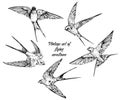 Hand drawn vector flying swallows vintage set