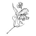 Hand drawn vector graphic ink illustration botanical flowers leaves. Sweet everlasting pea, vetch bindweed legume