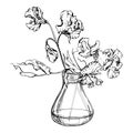 Hand drawn vector graphic ink illustration botanical flowers leaves. Sweet everlasting pea, vetch bindweed legume. Glass