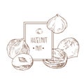 Hand drawn vector hazel nuts forest illustration