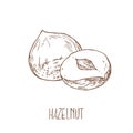 Hand drawn vector hazel nuts forest illustration