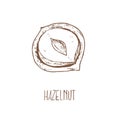 Hand drawn vector hazel nuts forest illustration