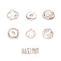 Hand drawn vector hazel nuts forest illustration