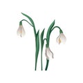 Hand drawn vector icon of beautiful snowdrop. Early spring bell shaped flower with white petals and green leaves Royalty Free Stock Photo