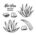 Hand drawn vector illustration. Aloe vera. Herbal plant. Clipart in sketch style. Perfect for cosmetics labels, invitations, card Royalty Free Stock Photo