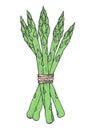 Hand drawn vector illustration of asparagus sketch style. Green doodle vegetable