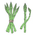Hand drawn vector illustration of asparagus sketch style. Green doodle vegetable Royalty Free Stock Photo
