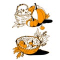 Hand-drawn vector illustration of autumn pumpkins