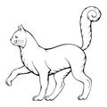 Hand drawn vector illustration of black and white walking cat isolated on white.