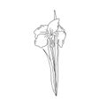 Hand drawn vector illustration of blooming meadow wildflower. Iris pseudacorus in doodle style. Logo design element for