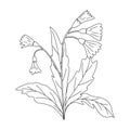 Hand drawn vector illustration of blooming meadow wildflower. Primula veris in doodle style. Logo design element for