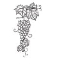 Hand drawn vector illustration of branch grapes. Vine sketch isolated on white background