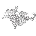 Hand drawn vector illustration of branch grapes. Vine sketch isolated on white background