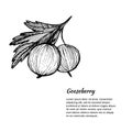 Hand-drawn vector illustration. Card or banner with gooseberry.