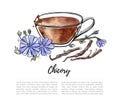 Hand drawn vector illustration of Chicory drink with flower and dried roots. Royalty Free Stock Photo