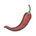 Hand drawn vector illustration of chili pepper sketch style. Doodle vegetable Royalty Free Stock Photo