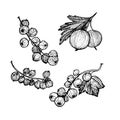 Hand-drawn vector illustration. Collection of currant and gooseberry. Line art. Isolated on white background.