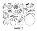 Hand drawn vector illustration - Collection of tropical and exotic Fruits. Healthy food elements. Fig, pomelo, orange, jackfruit,