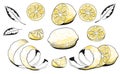 Hand drawn vector illustration - Collections of Lemons. Lemon, slice, leaf