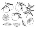 Hand drawn vector illustration - Collections of Lemons and Oranges. Branches with citrus fruits. Flowering plant with leaves. Per Royalty Free Stock Photo