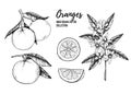 Hand drawn vector illustration - Collections of Oranges. Branches with citrus fruits. Flowering plant with leaves. Perfect for pa