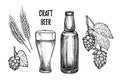 Hand drawn vector illustration - Craft beer malt, hop, beer gla