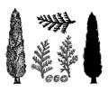 Hand drawn vector illustration of cypresses. Vintage style. Branches and cones of cypress. Silhouette. Royalty Free Stock Photo