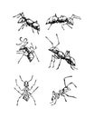 Ink ants hand drawn vector illustration