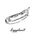 Hand drawn vector illustration of eggplant isolated on white Royalty Free Stock Photo