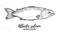 Hand drawn vector illustration - fish. Atlantic salmon. Perfect