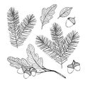 Hand drawn vector illustration - Forest Autumn/ Winter collection. Spruce branches, acorns, fall leaves. Design elements for Royalty Free Stock Photo