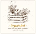 Hand drawn vector illustration - Fresh vegetables. Supermarket. Royalty Free Stock Photo