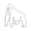 hand drawn vector illustration with a gorilla isolated on a white background Royalty Free Stock Photo